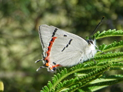 Pseudalmenus chlorinda