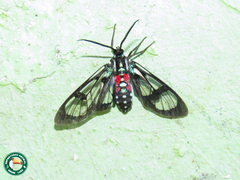 Poecilosoma eone