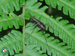Odontocheila nodicornis