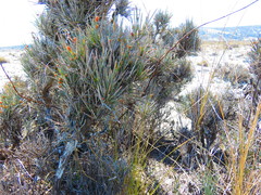 Ephedra compacta
