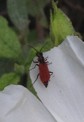 Malachius coccineus