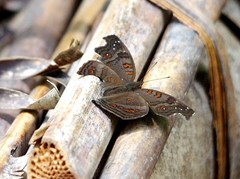 Junonia goudotii