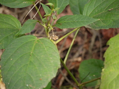 Baliospermum solanifolium