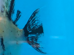 Pterophyllum scalare
