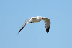 Ichthyaetus relictus