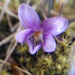 Viola rupestris