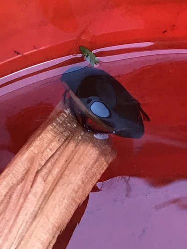 Vertical Diving Beetle photo 3