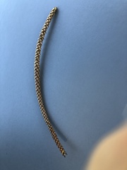 Araucariaceae