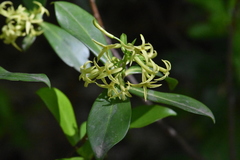 Daphne pontica