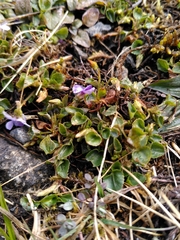 Viola rupestris