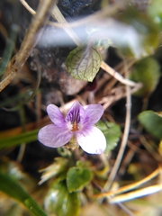Viola rupestris