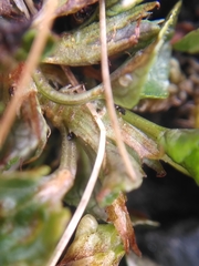 Viola rupestris