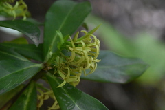 Daphne pontica