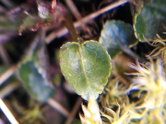 Viola rupestris