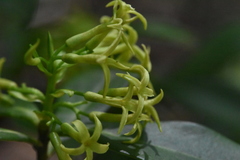 Daphne pontica