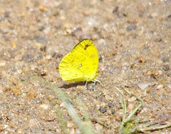Eurema floricola