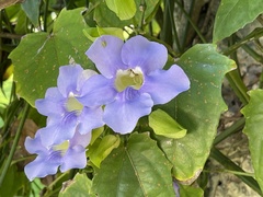 Thunbergia laurifolia