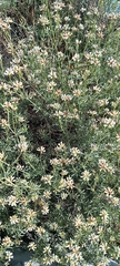 Lotus dorycnium