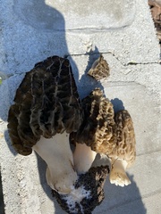 Morchella esculenta