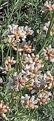 Lotus dorycnium