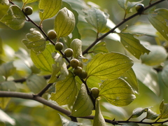 Ziziphus oenopolia