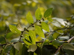 Ziziphus oenopolia