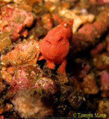 Antennarius pictus
