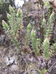 Linanthus californicus