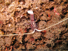 Panulirus versicolor