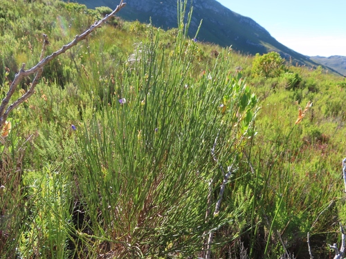 Image of Psoralea usitata by (c) linkie, some rights reserved (CC BY)