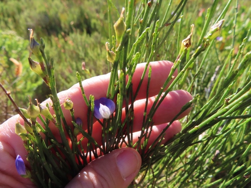 Image of Psoralea usitata by (c) linkie, some rights reserved (CC BY)