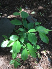 Amygdaloideae
