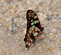 Graphium cyrnus