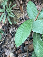 Pseudocopera ciliata