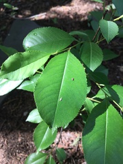 Amygdaloideae
