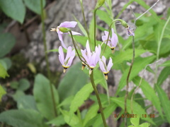 Primula meadia