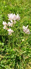 Allium roseum