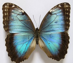 Morpho helenor narcissus