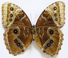 Morpho helenor narcissus
