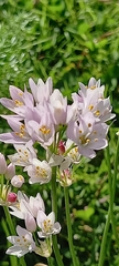 Allium roseum
