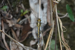 Ascalohybris subjacens