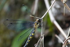 Ascalohybris subjacens