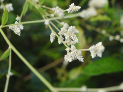 Ouret sanguinolenta