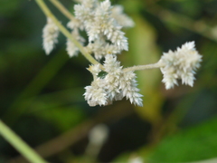 Ouret sanguinolenta
