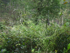 Ouret sanguinolenta