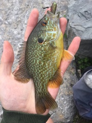 Lepomis gibbosus × cyanellus