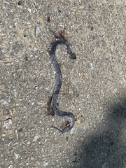 Pareas margaritophorus