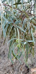Eucalyptus polybractea