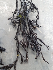 Sargassum muticum