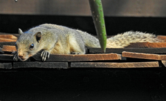 Callosciurus pygerythrus